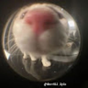 Meet your Posher, Charlee